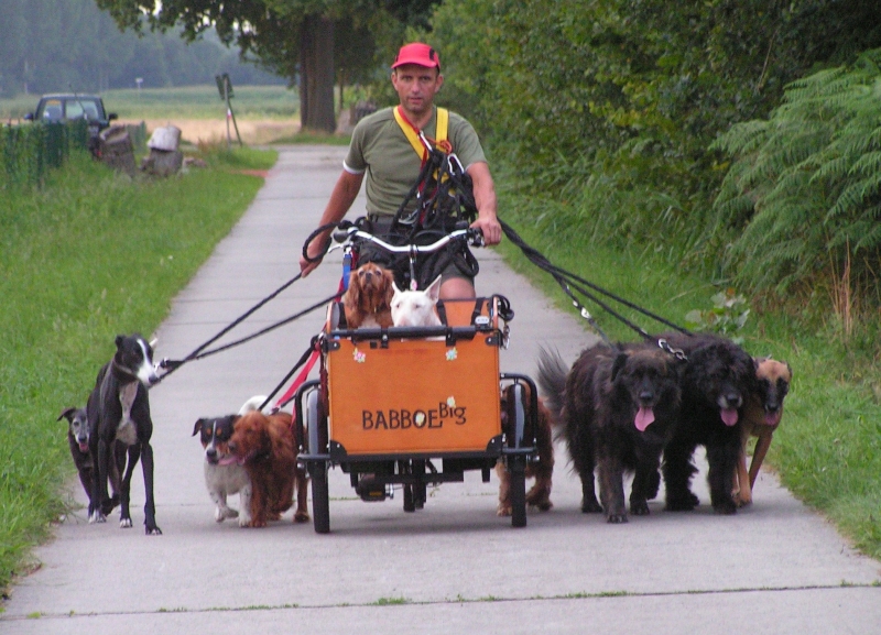 Laufrad Fahrrad Erwachsene